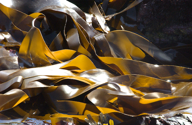 Laminaria digitata